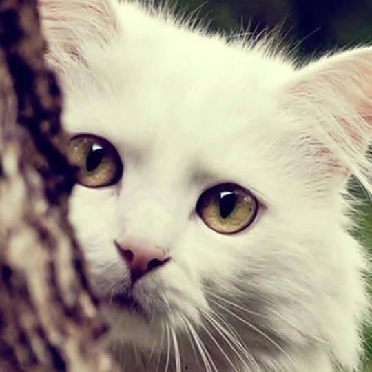 吃瓜娱乐酱抱枕猫